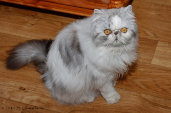 Patches van Syltin's Huis, Black silver tabby harlequin Persian female