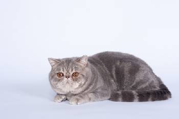 CH San Fe Jean: Exotic Blue tabby blotched